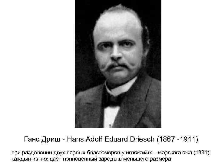 Ганс Дриш - Hans Adolf Eduard Driesch (1867 -1941) при разделении двух первых бластомеров