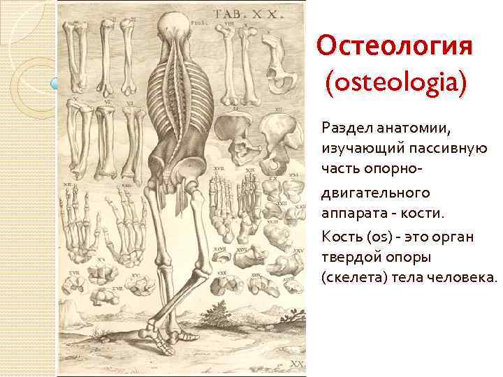 Остеология (osteologia) Раздел анатомии, изучающий пассивную часть опорнодвигательного аппарата - кости. Кость (os) -