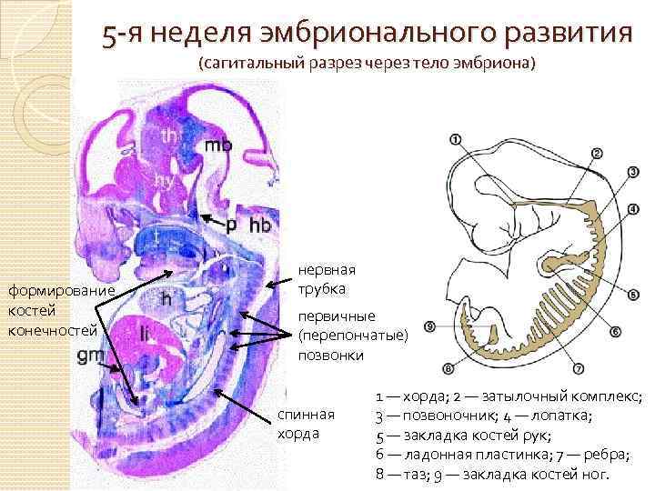 5 -я неделя эмбрионального развития (сагитальный разрез через тело эмбриона) формирование костей конечностей нервная