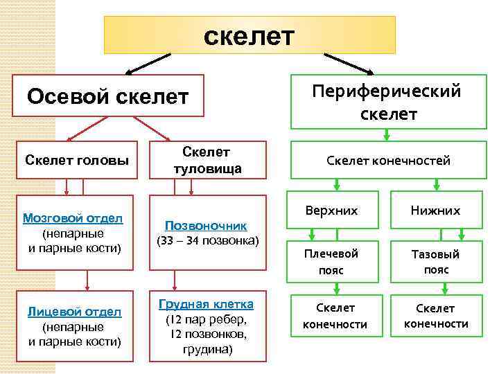 скелет Осевой скелет Скелет головы Скелет туловища Периферический скелет Скелет конечностей Верхних Мозговой отдел