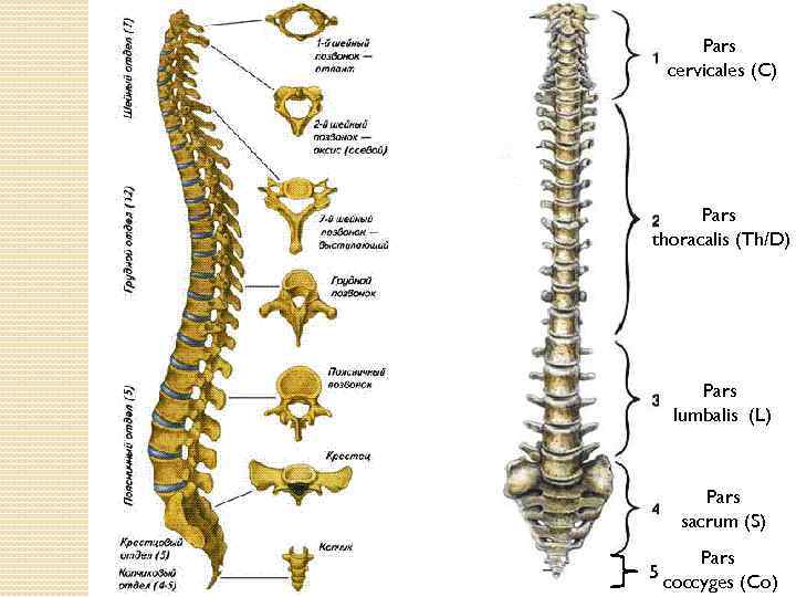 Pars cervicales (C) Pars thoracalis (Th/D) Pars lumbalis (L) Pars sacrum (S) Pars 5