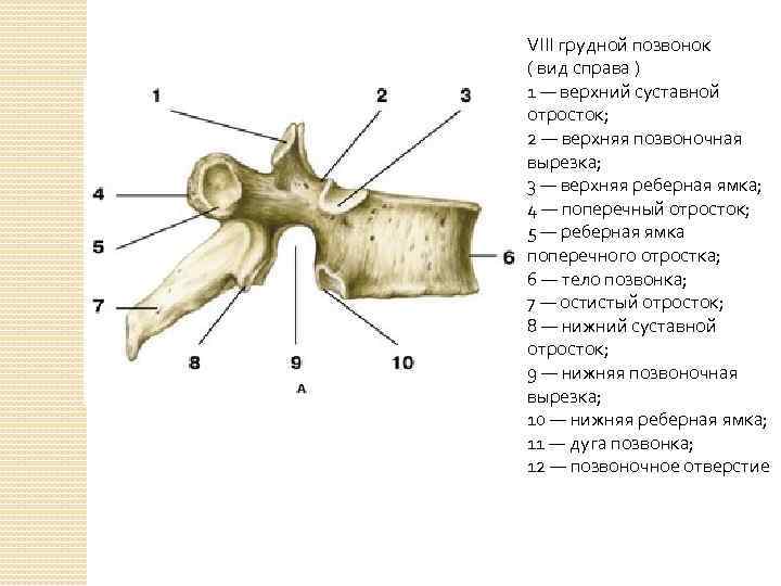 VIII грудной позвонок ( вид справа ) 1 — верхний суставной отросток; 2 —