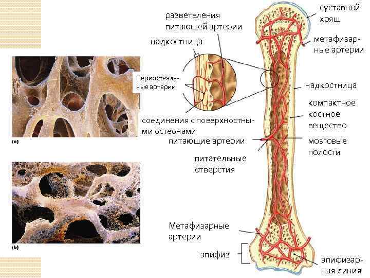 разветвления питающей артерии надкостница Периостеальные артерии суставной хрящ метафизарные артерии надкостница соединения с поверхностными