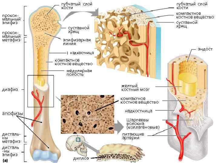губчатый слой кости проксимальный эпифиз проксимальный метафиз губчатый слой кости компактное костное вещество суставной