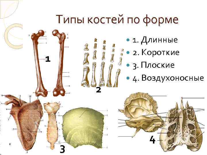 Какой тип костей. Типы строения костей. Остеология типы костей. Смешанный Тип костей.