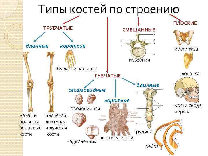 Типы костей по строению ПЛОСКИЕ ТРУБЧАТЫЕ длинные СМЕШАННЫЕ короткие кости таза позвонки Фаланги пальцев