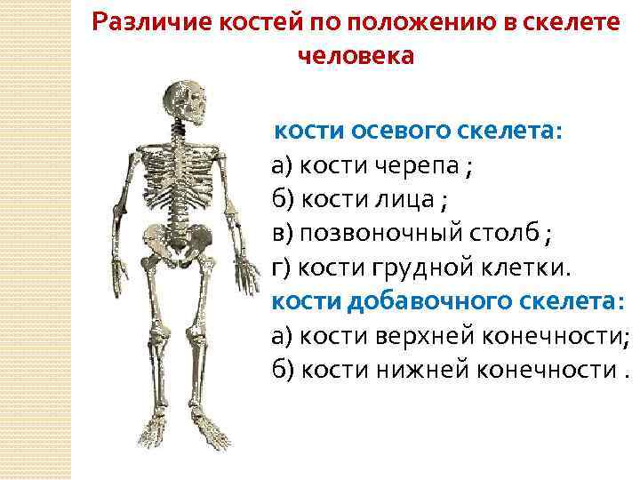 Укажите функции костей. Кости осевого скелета. Остеология анатомия человека. Осевой и дополнительный скелет. Осевой скелет анатомия.