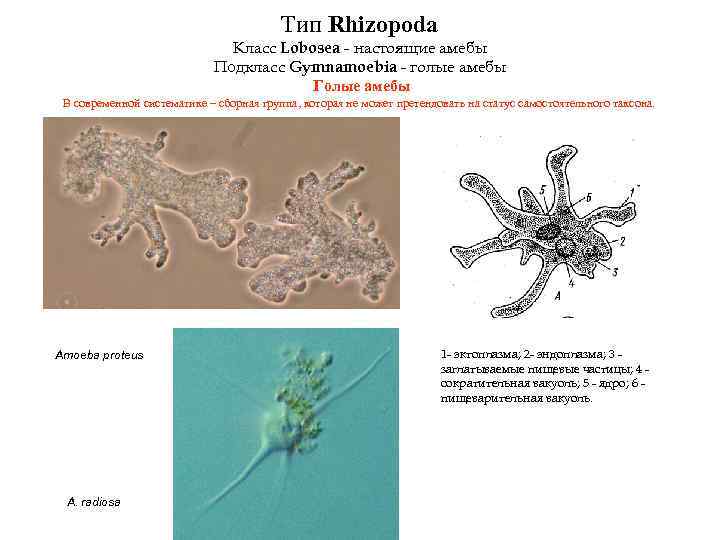 Тип Rhizopoda Клаcс Lobosea - настоящие амебы Подклаcс Gymnamoebia - голые амебы Голые амебы