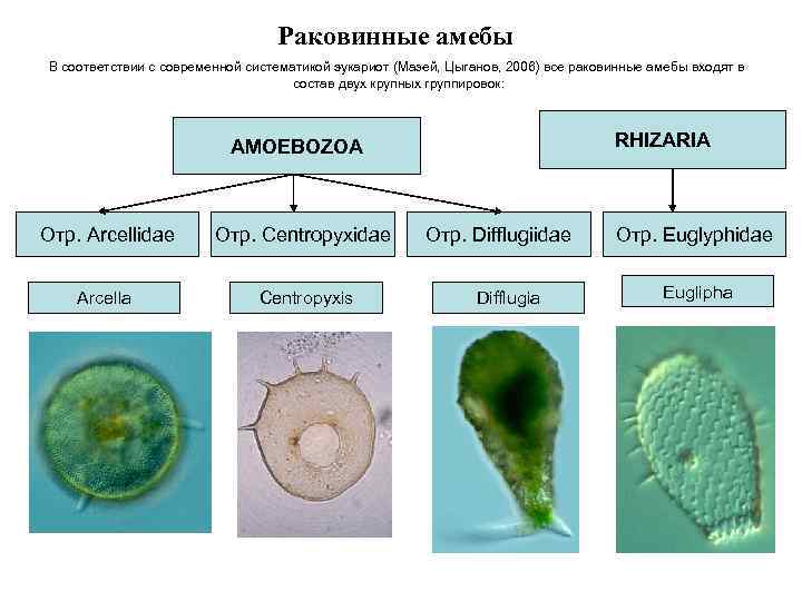 Раковинные амебы В соответствии с современной систематикой эукариот (Мазей, Цыганов, 2006) все раковинные амебы