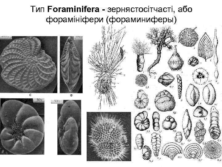 Тип Foraminifera - зернястосітчасті, або форамініфери (фораминиферы) 