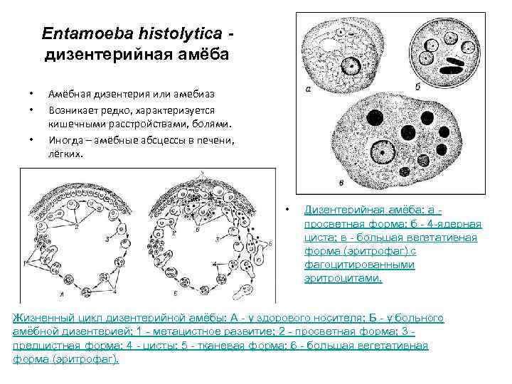 Entamoeba histolytica дизентерийная амёба • • • Амёбная дизентерия или амебиаз Возникает редко, характеризуется