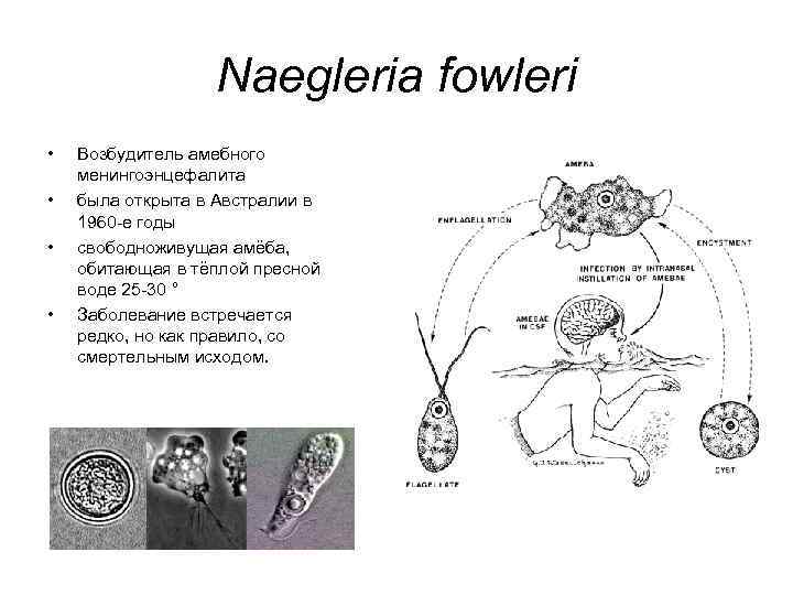 Naegleria fowleri • • Возбудитель амебного менингоэнцефалита была открыта в Австралии в 1960 -е