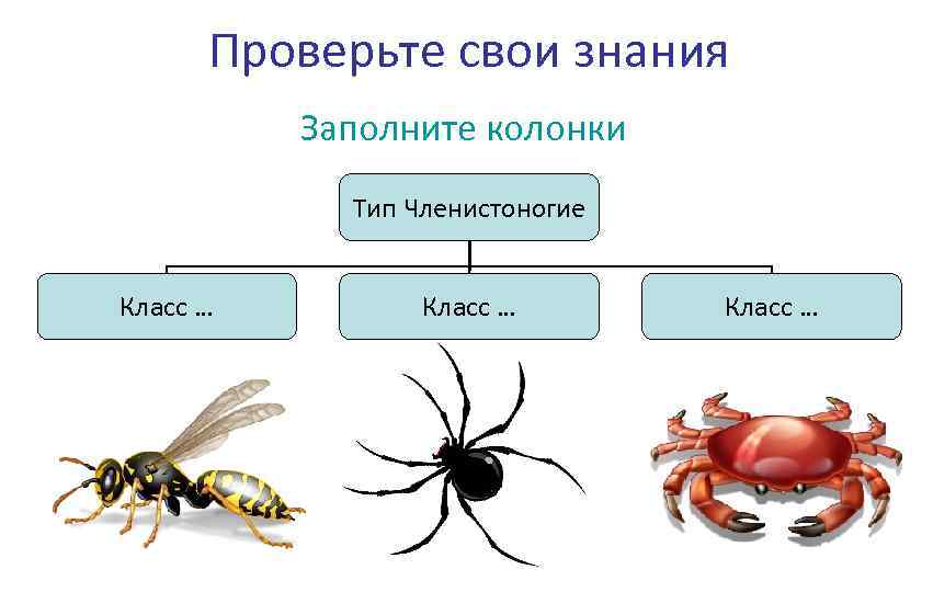 Презентация 7 класс тип членистоногие