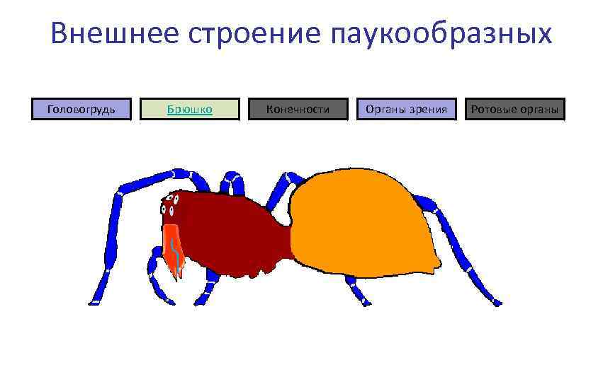 Писк шум пение наполнили зеленый островок схема предложения