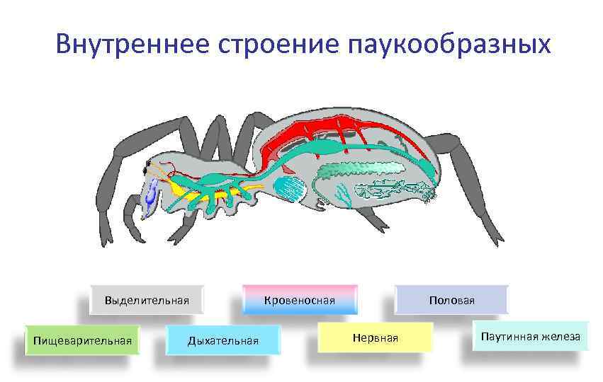 Картинки строения паукообразных