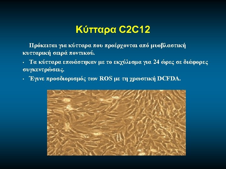 Κύτταρα C 2 C 12 Πρόκειται για κύτταρα που προέρχονται από μυοβλαστική κυτταρική σειρά
