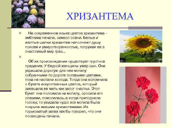 Что означает цвет хризантемы. Желтый цвет на языке цветов. Хризантемы на языке цветов означает. Хризантема сообщение. Мифы и легенды о цветах.