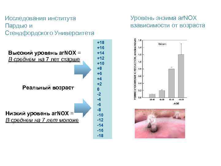 Уровень энзима ar. NOX взависимости от возраста Исследования института Пардью и Стендфордского Университета Высокий