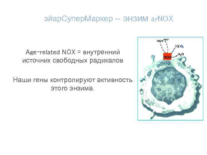 эйар. Супер. Маркер – энзим ar. NOX Age-related NOX = внутренний источник свободных радикалов