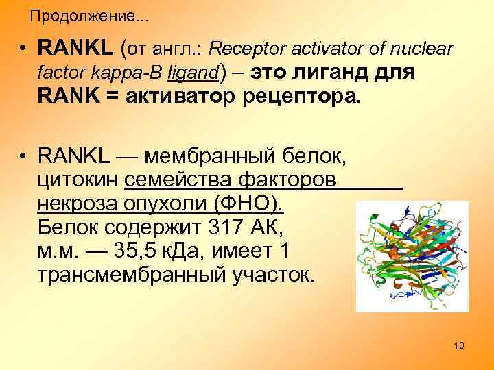 Продолжение. . . • RANKL (от англ. : Receptor activator of nuclear factor kappa-B
