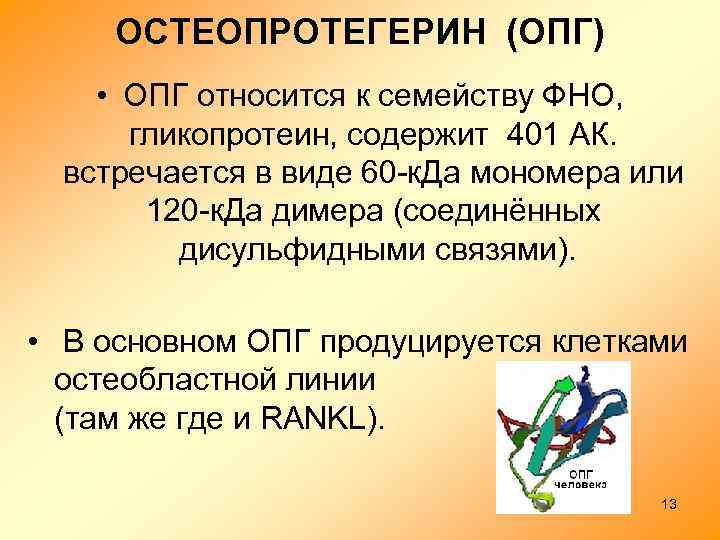 ОСТЕОПРОТЕГЕРИН (ОПГ) • ОПГ относится к семейству ФНО, гликопротеин, содержит 401 АК. встречается в