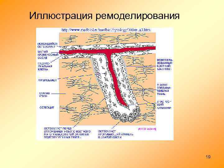 Иллюстрация ремоделирования 19 