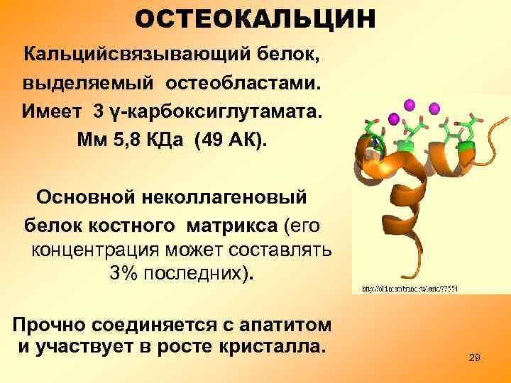 ОСТЕОКАЛЬЦИН Кальцийсвязывающий белок, выделяемый остеобластами. Имеет 3 γ-карбоксиглутамата. Мм 5, 8 КДа (49 АК).