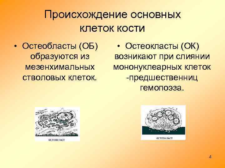 Происхождение основных клеток кости • Остеобласты (ОБ) образуются из мезенхимальных стволовых клеток. • Остеокласты