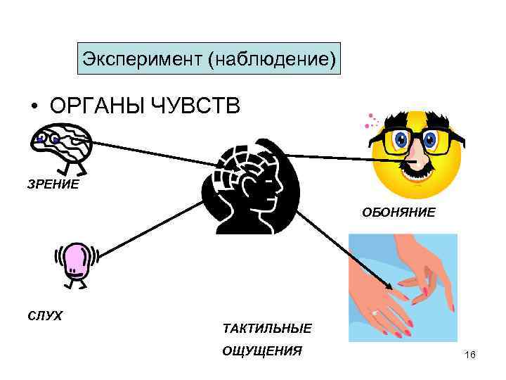 Эксперимент (наблюдение) • ОРГАНЫ ЧУВСТВ ЗРЕНИЕ ОБОНЯНИЕ СЛУХ ТАКТИЛЬНЫЕ ОЩУЩЕНИЯ 16 