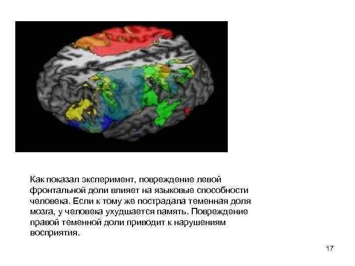 Как показал эксперимент, повреждение левой фронтальной доли влияет на языковые способности человека. Если к