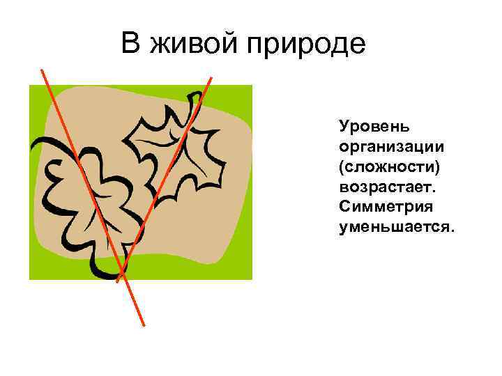 В живой природе Уровень организации (сложности) возрастает. Симметрия уменьшается. 