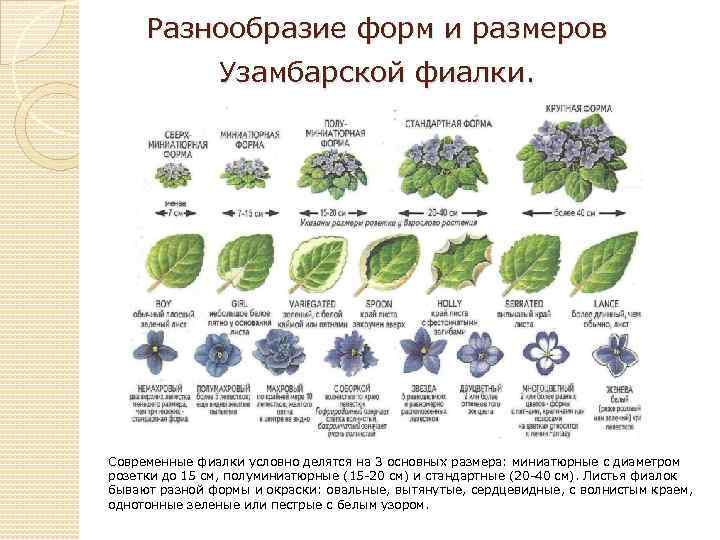 Разнообразие форм и размеров Узамбарской фиалки. Современные фиалки условно делятся на 3 основных размера: