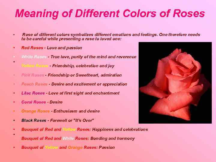 Meaning of Different Colors of Roses • Rose of different colors symbolizes different emotions