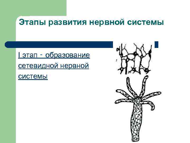 Этапы развития нервной системы I этап ‑ образование сетевидной нервной системы 