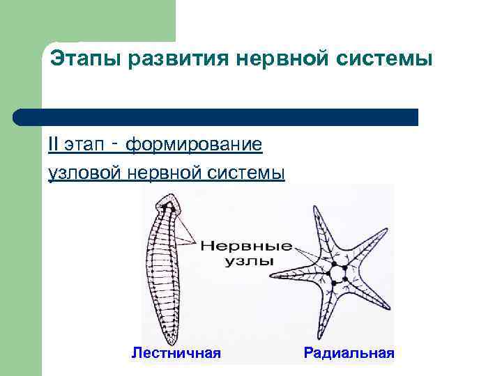 Этапы развития нервной системы II этап ‑ формирование узловой нервной системы Лестничная Радиальная 