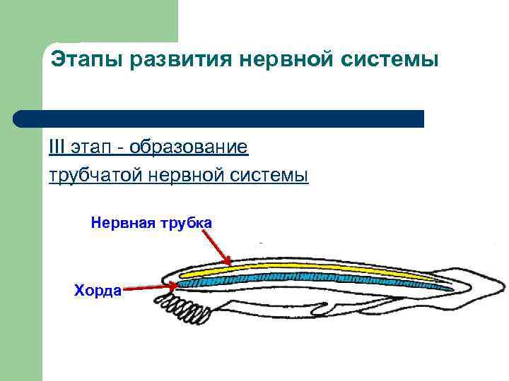 Этапы развития нервной системы III этап - образование трубчатой нервной системы Нервная трубка Хорда