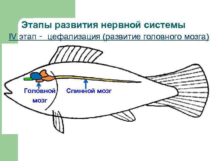 Этапы развития нервной системы IV этап ‑ цефализация (развитие головного мозга) Головной мозг Спинной