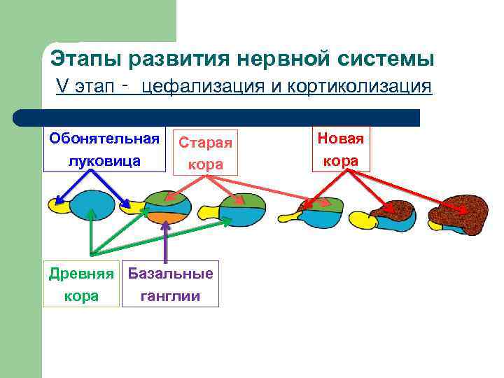 Этапы развития нервной системы V этап ‑ цефализация и кортиколизация Обонятельная луковица Старая кора
