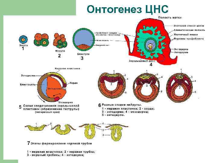 Онтогенез ЦНС 