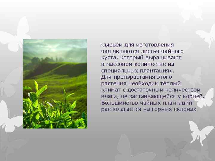 Сырьём для изготовления чая являются листья чайного куста, который выращивают в массовом количестве на