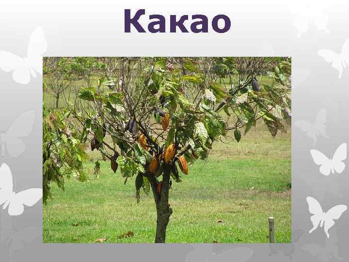 Какао 
