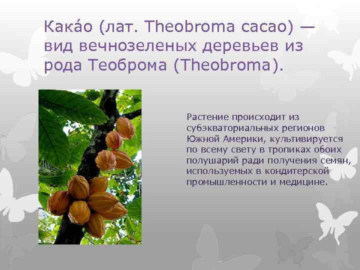 Кака о (лат. Theobroma cacao) — вид вечнозеленых деревьев из рода Теоброма (Theobroma). Растение