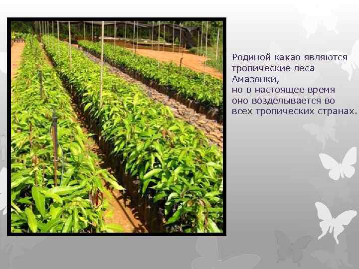 Родиной какао являются тропические леса Амазонки, но в настоящее время оно возделывается во всех