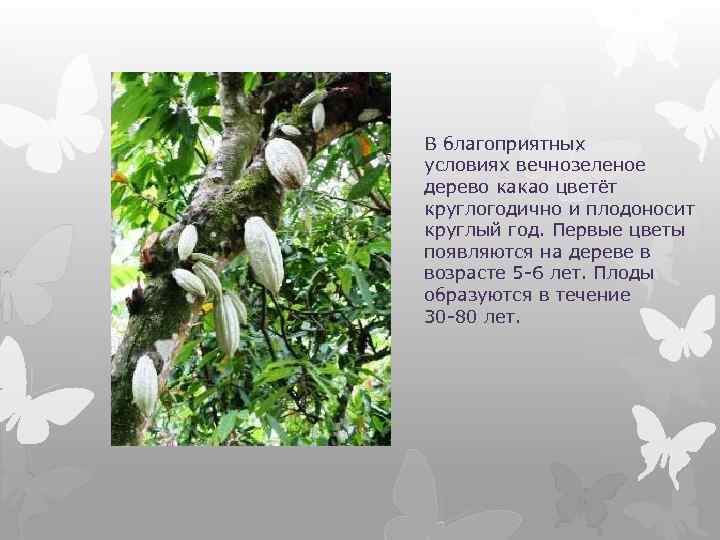 В благоприятных условиях вечнозеленое дерево какао цветёт круглогодично и плодоносит круглый год. Первые цветы