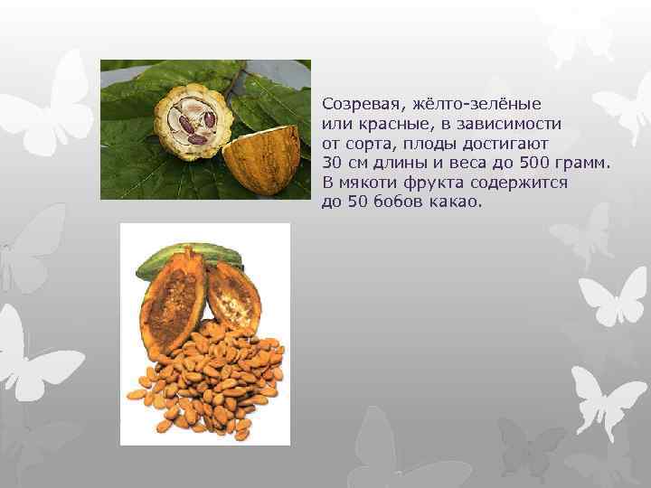 Созревая, жёлто-зелёные или красные, в зависимости от сорта, плоды достигают 30 см длины и