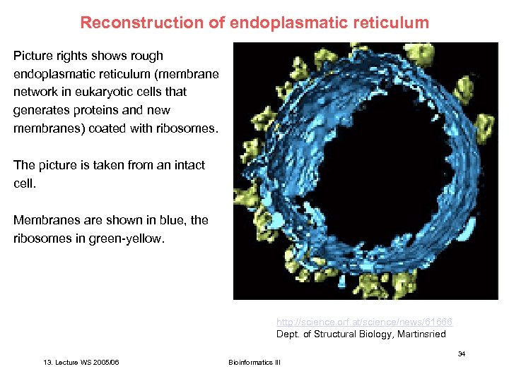 Reconstruction of endoplasmatic reticulum Picture rights shows rough endoplasmatic reticulum (membrane network in eukaryotic