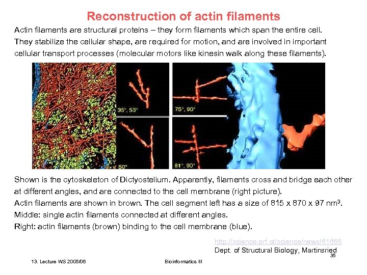 Reconstruction of actin filaments Actin filaments are structural proteins – they form filaments which