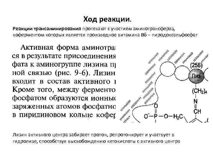 Ход реакции. Реакции трансаминирования протекают с участием аминотрансфераз, коферментом которых является производное витамина В