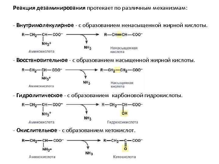 Схема обмена гистидина в разных тканях