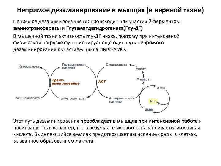 Как пить овариамин схема